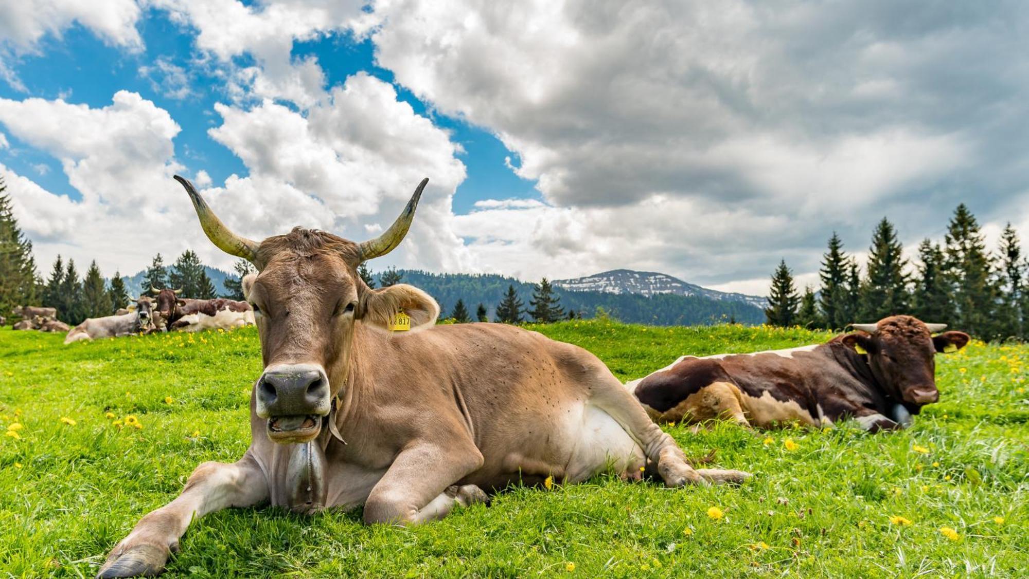 Vital Allgaeu Mit